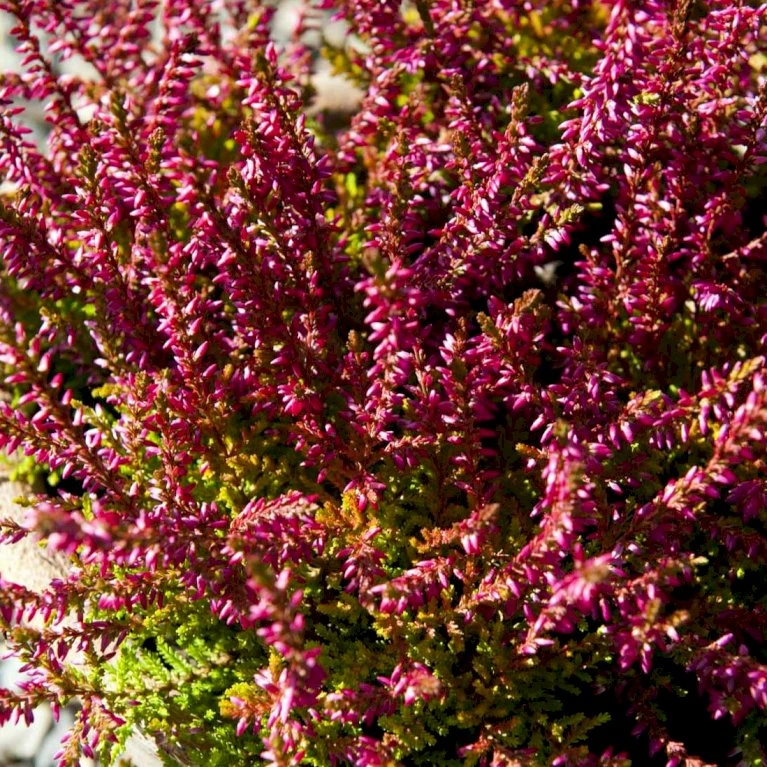 Efterårslyng 'Bonita' Calluna Vulgaris 'Bonita' 10 Cm. Potte - Billede 3