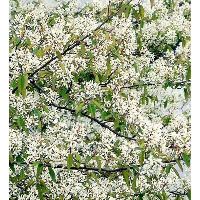 Bærmispel Til Hæk Amelanchier Lamarckii Med Klump,- 125-150 Cm.