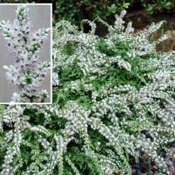 Efterårslyng 'Low White' Calluna Vulgaris 'Low White' 10 Cm. Potte