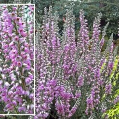 Efterårslyng 'Silver Knight' Calluna Vulgaris 'Silver Knight' 10 Cm. Potte