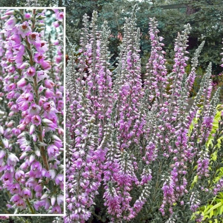 Efterårslyng 'Silver Knight' Calluna Vulgaris 'Silver Knight' 10 Cm. Potte