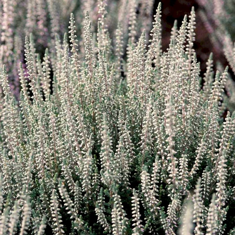Efterårslyng 'Silver Knight' Calluna Vulgaris 'Silver Knight' 10 Cm. Potte - Billede 3