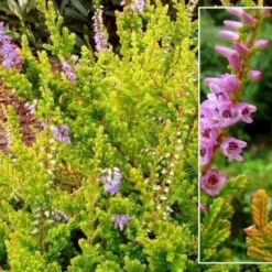 Efterårslyng 'Wickwar Flame' Calluna Vulgaris 'Wickwar Flame' 10 Cm. Potte