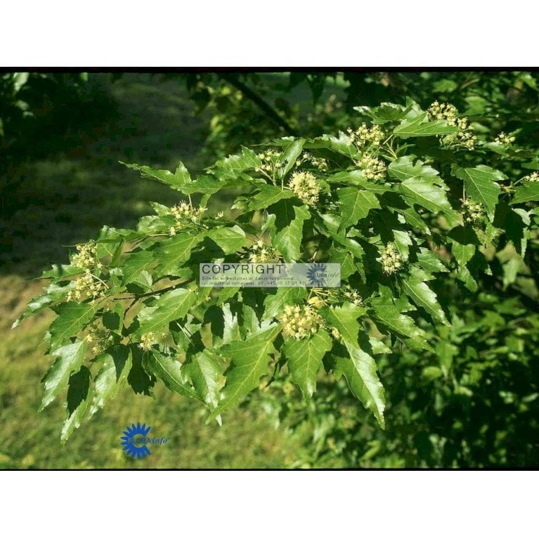 Ildløn Til Hæk Acer Ginnala 5 Liter Potte