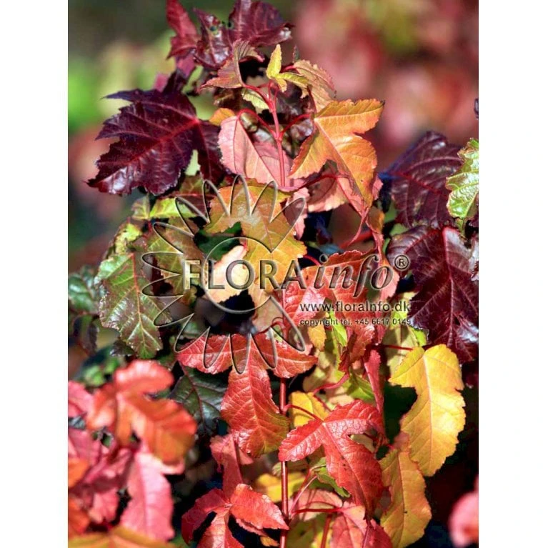 Ildløn Til Hæk Acer Ginnala 5 Liter Potte - Billede 3