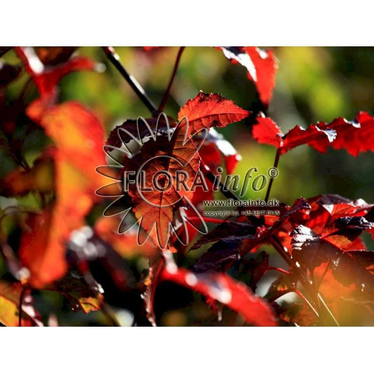 Ildløn Til Hæk Acer Ginnala 5 Liter Potte - Billede 4