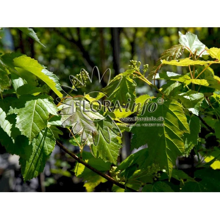 Ildløn Til Hæk Acer Ginnala 5 Liter Potte - Billede 5