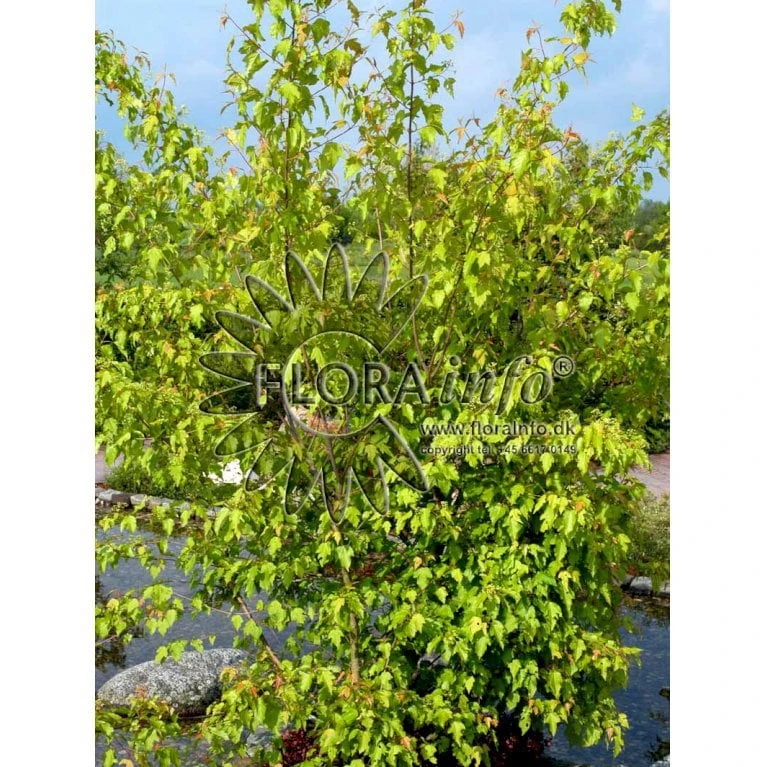 Ildløn Til Hæk Acer Ginnala 5 Liter Potte - Billede 6