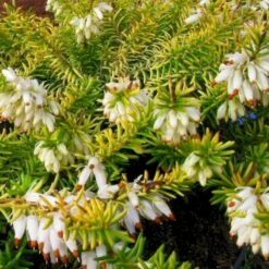 Forårslyng 'Golden Starlet' Erica Carnea 'Golden Starlet' 10 Cm. Potte