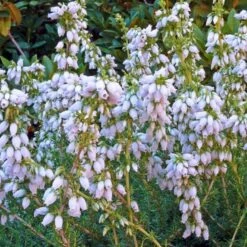 Grålyng 'Alba Major' Erica Cinerea 'Alba Major' 10 Cm. Potte