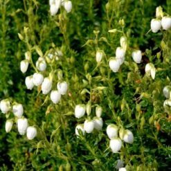 Irsk Lyng 'Alba' Daboecia Cantabrica 'Alba' 10 Cm. Potte