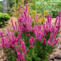 Efterårslyng 'Darkness' Calluna Vulgaris 'Darkness' 10 Cm. Potte