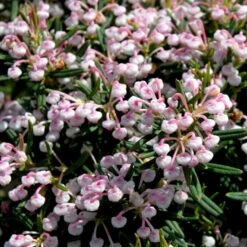 Rosmarinlyng 'Blue Ice' Andromeda Polifolia 'Blue Ice' 2 Liter Potte