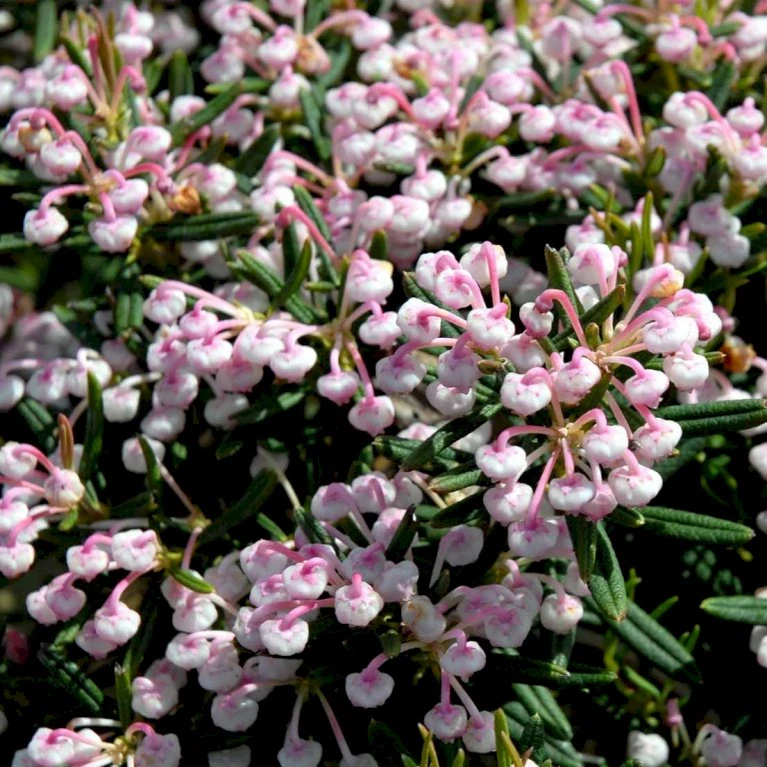Rosmarinlyng 'Blue Ice' Andromeda Polifolia 'Blue Ice' 2 Liter Potte