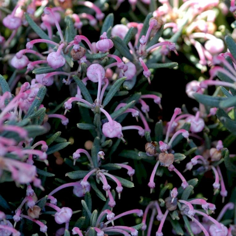 Rosmarinlyng 'Blue Ice' Andromeda Polifolia 'Blue Ice' 2 Liter Potte - Billede 3