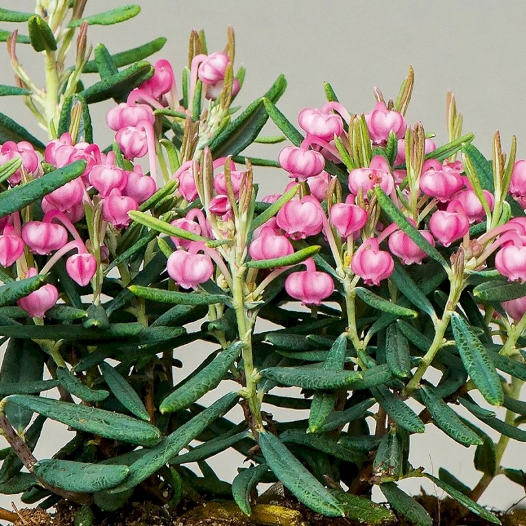 Rosmarinlyng 'Blue Ice' Andromeda Polifolia 'Blue Ice' 2 Liter Potte - Billede 4