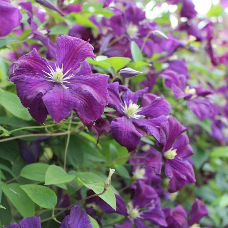 Italiensk Skovranke 'Polish Spirit' Clematis Viticella 'Polish Spirit' Potte 5,0 Liter,- Opbundet 100-150 Cm.