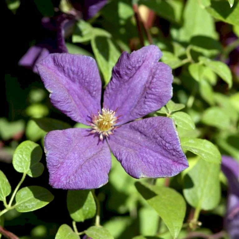 Italiensk Skovranke 'Polish Spirit' Clematis Viticella 'Polish Spirit' Potte 5,0 Liter,- Opbundet 100-150 Cm. - Billede 2