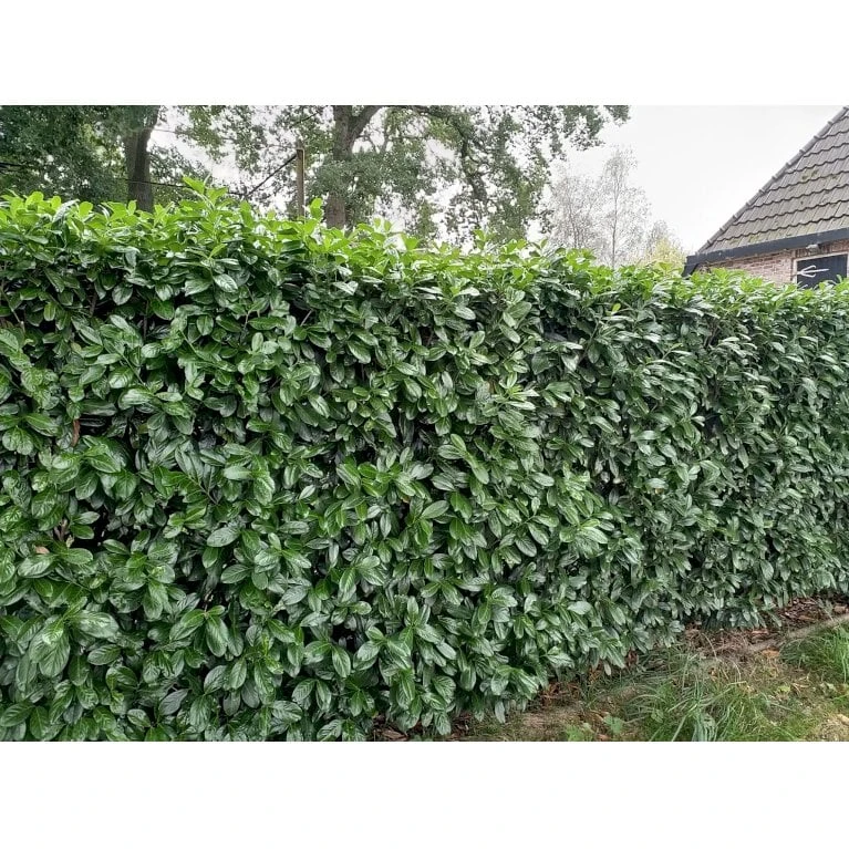 Kirsebærlaurbær 'Novita' Prunus Laurocerasus 'Novita' Med Klump,- 125-150 Cm. - Billede 2