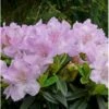 'Robert Seleger' Rhododendron Hybrid 'Robert Seleger' Potte 2,0 Liter,- 20-25 Cm.