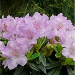 'Robert Seleger' Rhododendron Hybrid 'Robert Seleger' Potte 2,0 Liter,- 20-25 Cm.
