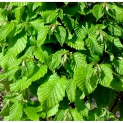 Avnbøg Carpinus Betulus Heister 175-200 Cm. Med Potte