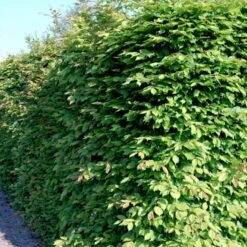 Avnbøg Carpinus Betulus Barrods,- 3 års (1/2) 50-80 Cm.