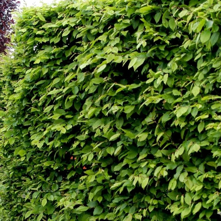 Avnbøg Carpinus Betulus Barrods,- 3 års (1/2) 50-80 Cm. - Billede 3