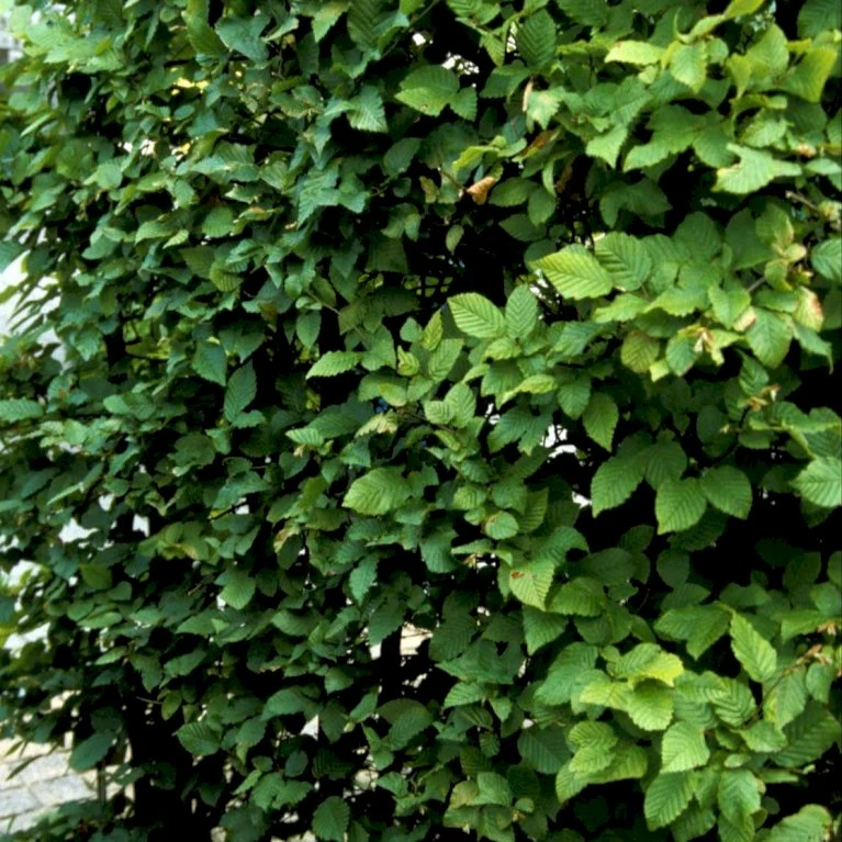 Avnbøg Carpinus Betulus Barrods,- 3 års (1/2) 50-80 Cm. - Billede 4