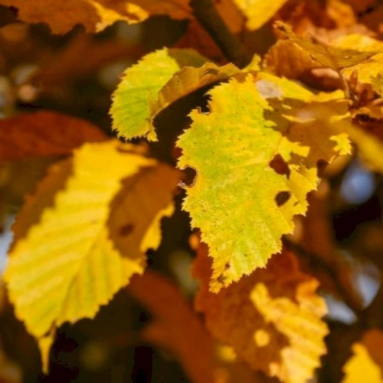 Avnbøg Carpinus Betulus Barrods,- 3 års (1/2) 50-80 Cm. - Billede 5