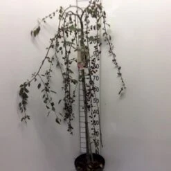 Rødbladet Paradisæble Malus Hybrid 'Royal Beauty' Opstammet 90 Cm. 7,5 Liter Potte