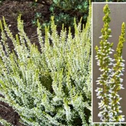 Efterårslyng 'Sandy' Calluna Vulgaris 'Sandy' 10 Cm. Potte