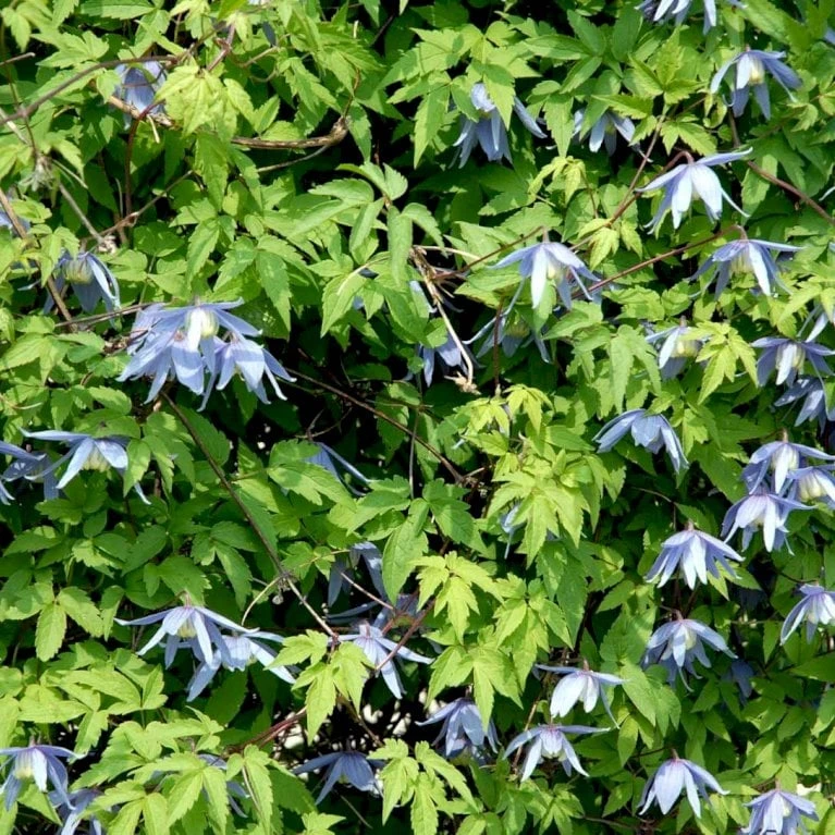 Alpe-Skovranke Clematis Alpina Potte 2,0 Liter,- Opbundet - Billede 2