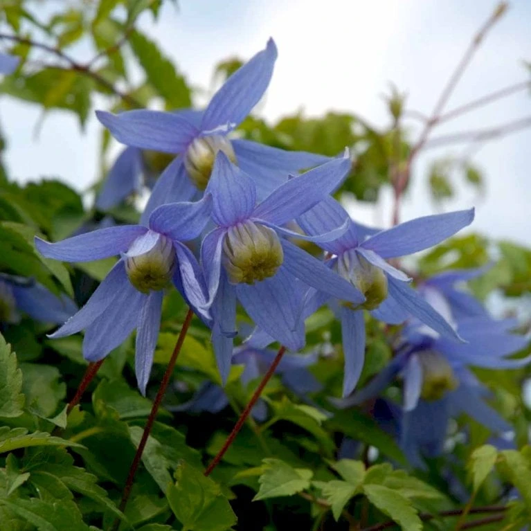 Alpe-Skovranke Clematis Alpina Potte 2,0 Liter,- Opbundet - Billede 3
