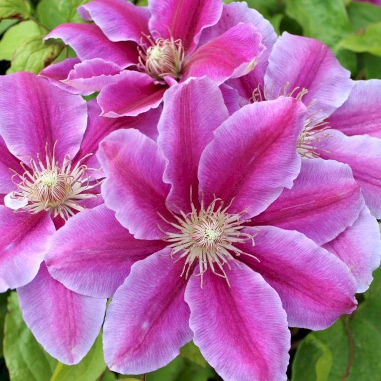 Klematis 'Dr. Ruppel' Clematis Hybrid 'Dr. Ruppel' Potte 2,0 Liter,- Opbundet