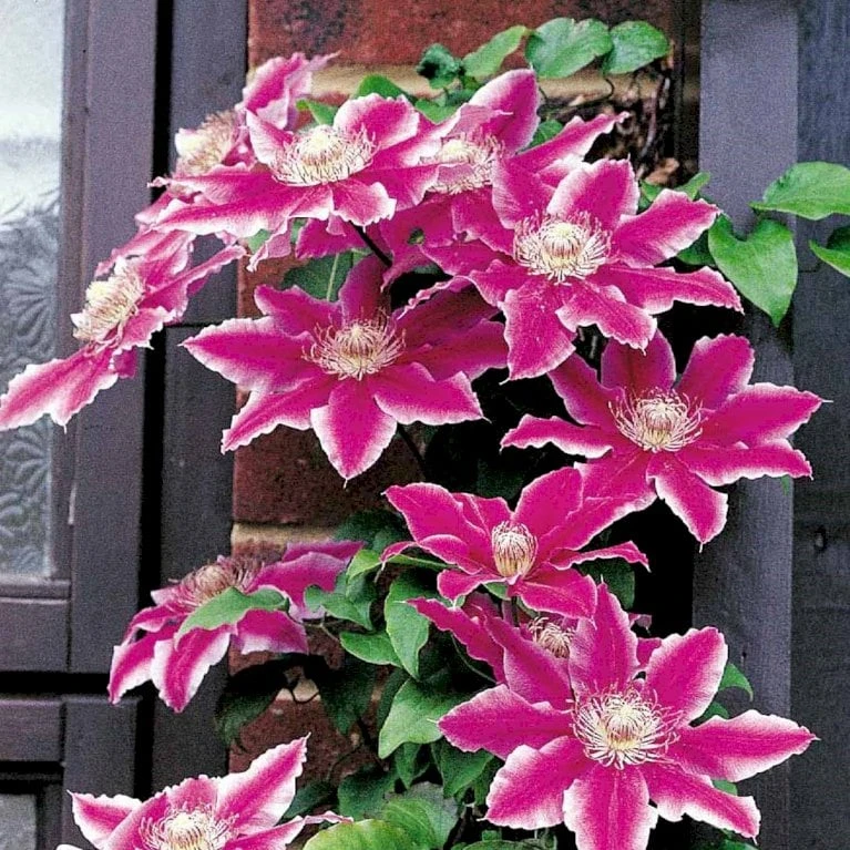 Klematis 'Dr. Ruppel' Clematis Hybrid 'Dr. Ruppel' Potte 2,0 Liter,- Opbundet - Billede 2
