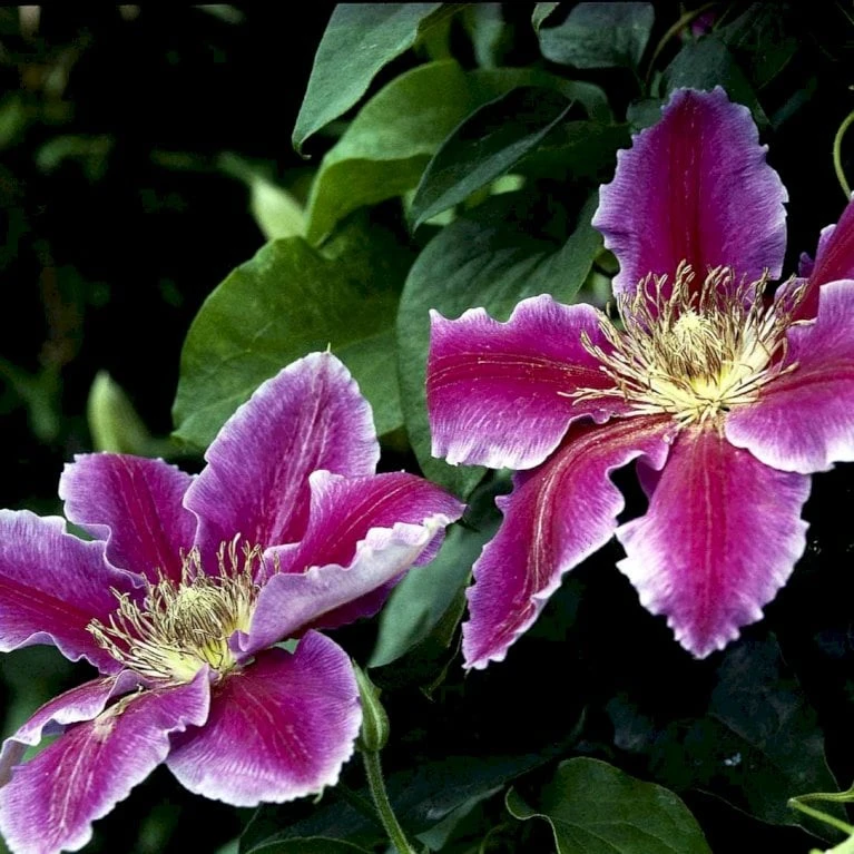 Klematis 'Dr. Ruppel' Clematis Hybrid 'Dr. Ruppel' Potte 2,0 Liter,- Opbundet - Billede 3