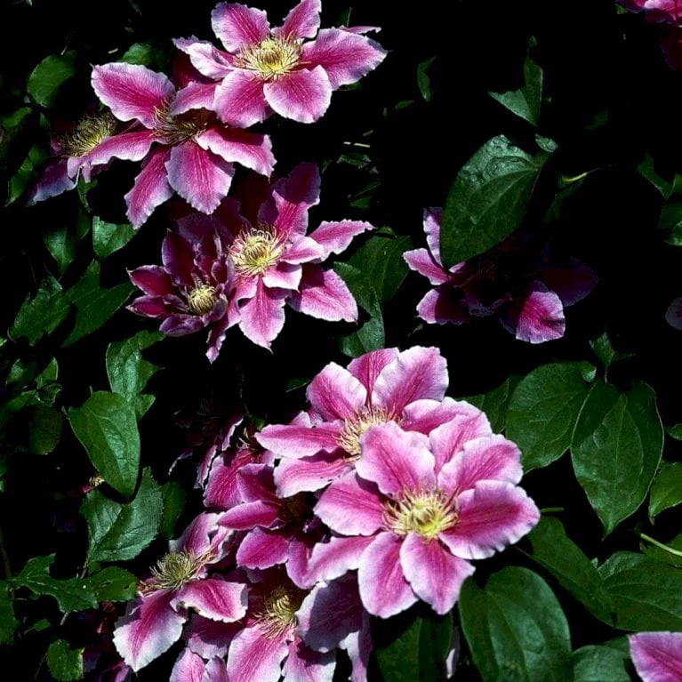 Klematis 'Dr. Ruppel' Clematis Hybrid 'Dr. Ruppel' Potte 2,0 Liter,- Opbundet - Billede 4