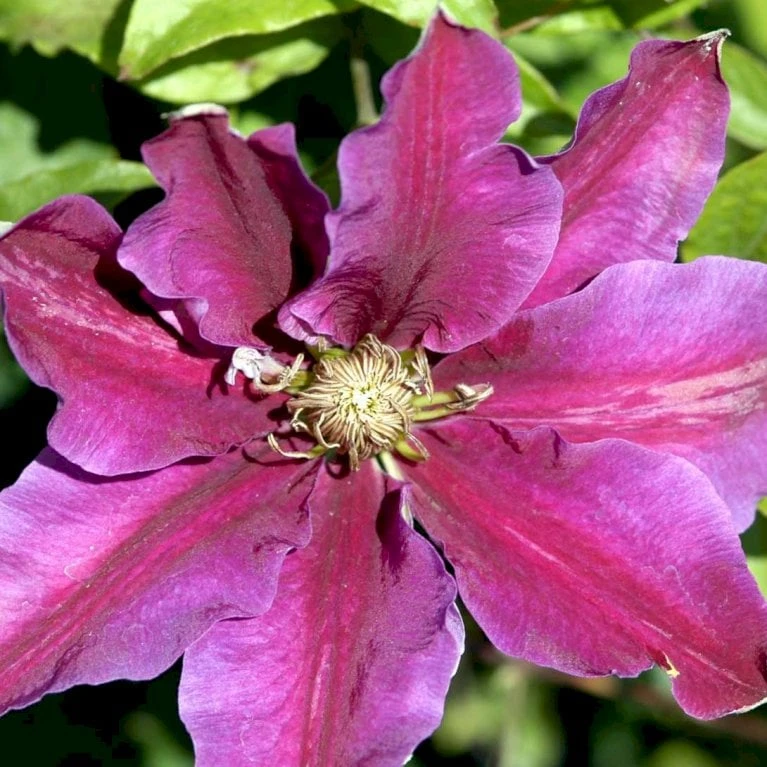 Klematis 'Dr. Ruppel' Clematis Hybrid 'Dr. Ruppel' Potte 2,0 Liter,- Opbundet - Billede 5