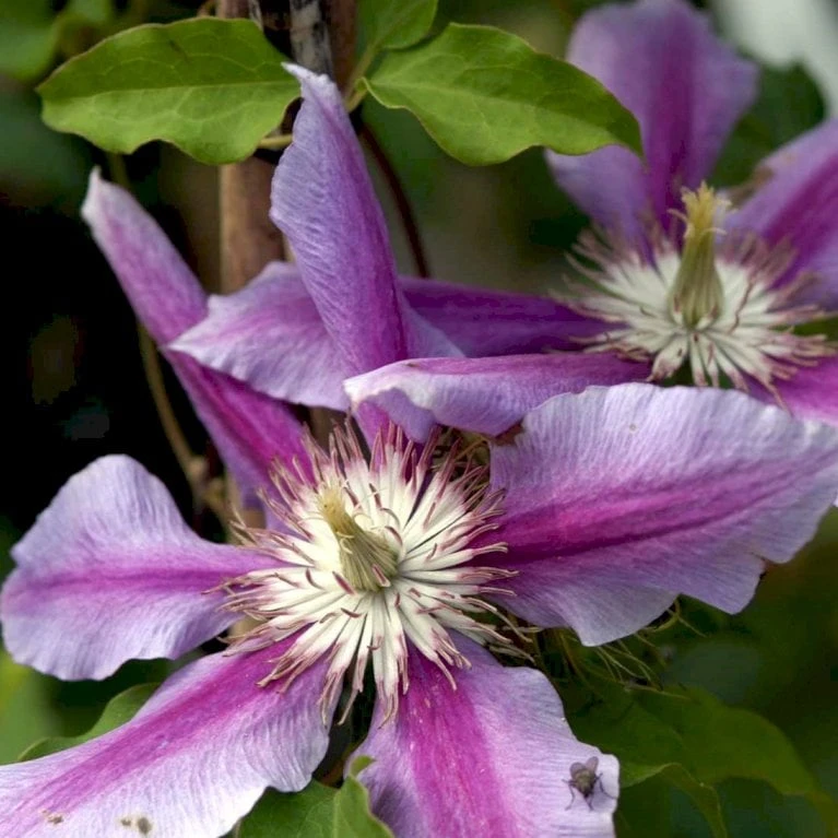 Klematis 'Dr. Ruppel' Clematis Hybrid 'Dr. Ruppel' Potte 2,0 Liter,- Opbundet - Billede 6