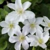 Italiensk Skovranke 'Huldine' Clematis Viticella 'Huldine' Potte 2,0 Liter,- Opbundet 60-100 Cm