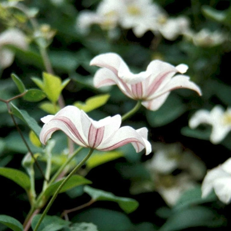 Italiensk Skovranke 'Huldine' Clematis Viticella 'Huldine' Potte 2,0 Liter,- Opbundet 60-100 Cm - Billede 2