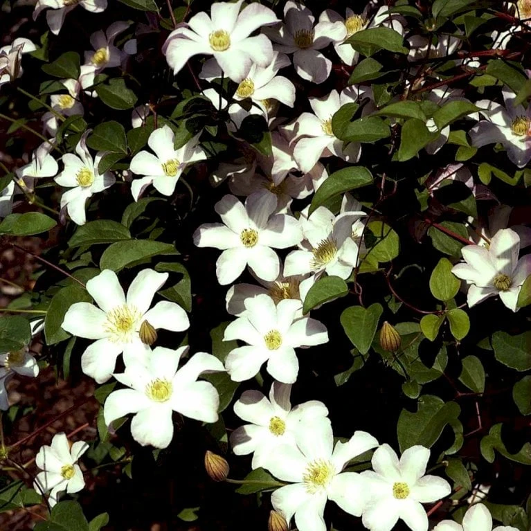 Italiensk Skovranke 'Huldine' Clematis Viticella 'Huldine' Potte 2,0 Liter,- Opbundet 60-100 Cm - Billede 3