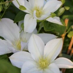 Klematis 'Madame Le Coultre' Clematis Hybrid 'Madame Le Coultre' Potte 2,0 Liter,- Opbundet