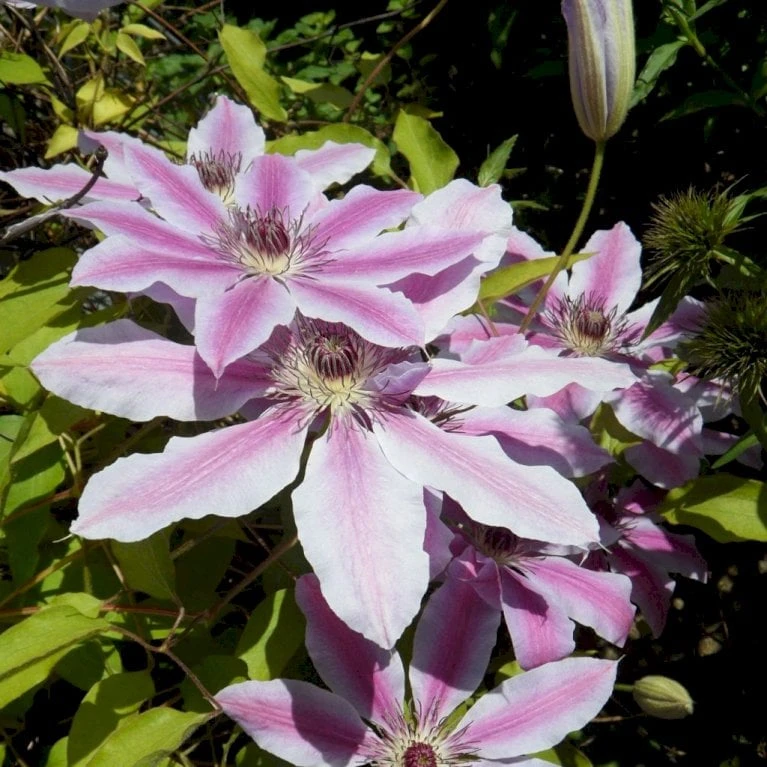 Klematis 'Nelly Moser' Clematis Hybrid 'Nelly Moser' Potte 2,0 Liter,- Opbundet 60-100 Cm