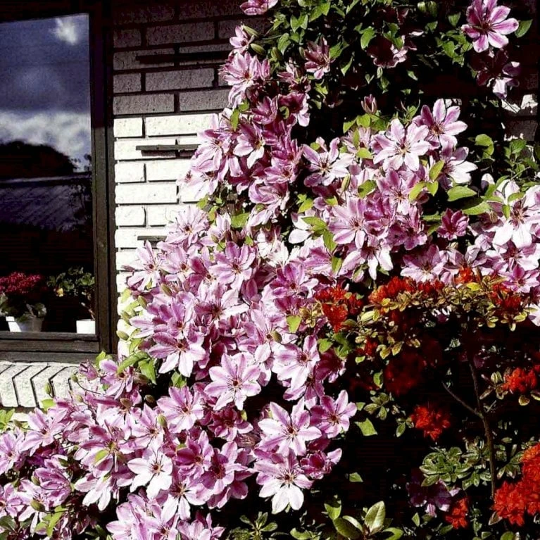 Klematis 'Nelly Moser' Clematis Hybrid 'Nelly Moser' Potte 2,0 Liter,- Opbundet 60-100 Cm - Billede 2