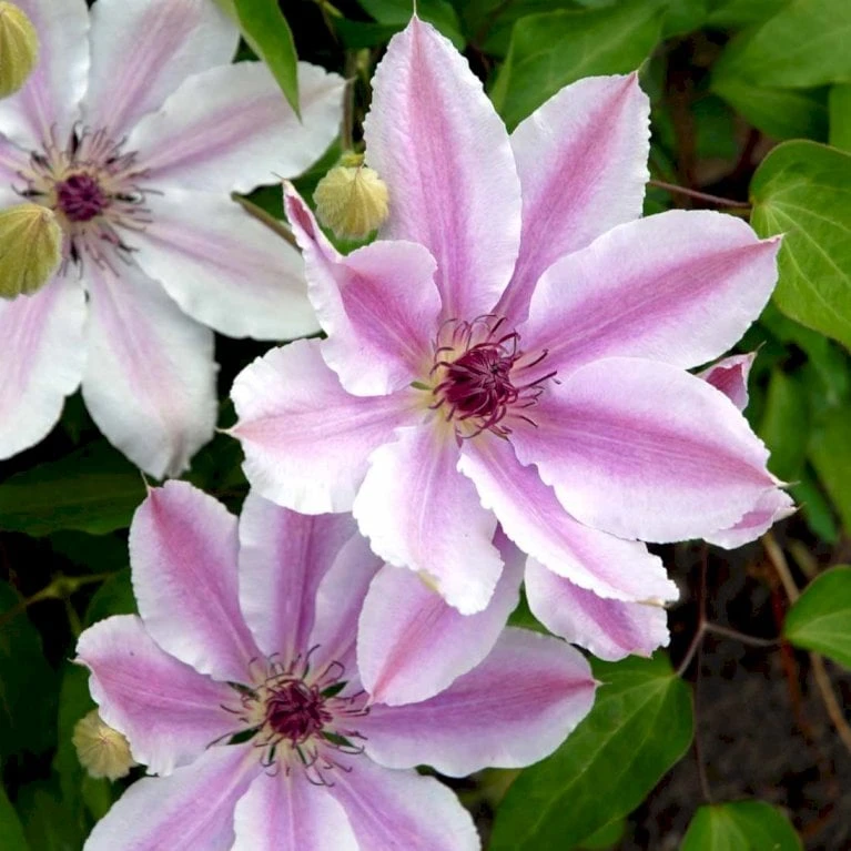Klematis 'Nelly Moser' Clematis Hybrid 'Nelly Moser' Potte 2,0 Liter,- Opbundet 60-100 Cm - Billede 3