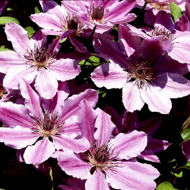 Klematis 'Nelly Moser' Clematis Hybrid 'Nelly Moser' Potte 2,0 Liter,- Opbundet 60-100 Cm - Billede 4