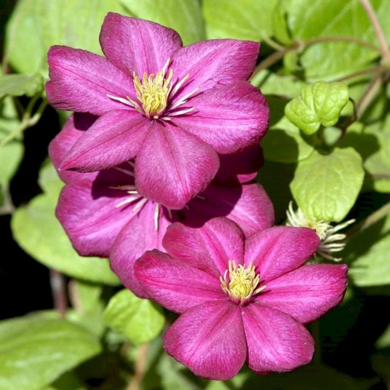 Klematis 'Ville De Lyon' Clematis Hybrid 'Ville De Lyon' Potte 2,0 Liter,- Opbundet - Billede 2