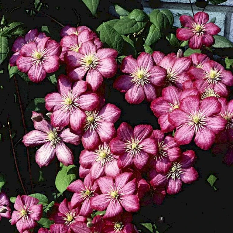 Klematis 'Ville De Lyon' Clematis Hybrid 'Ville De Lyon' Potte 2,0 Liter,- Opbundet - Billede 3